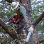 Tree Service Bloomsburg PA - photo 2