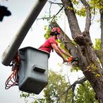 Tree Service Bloomsburg PA - photo 3