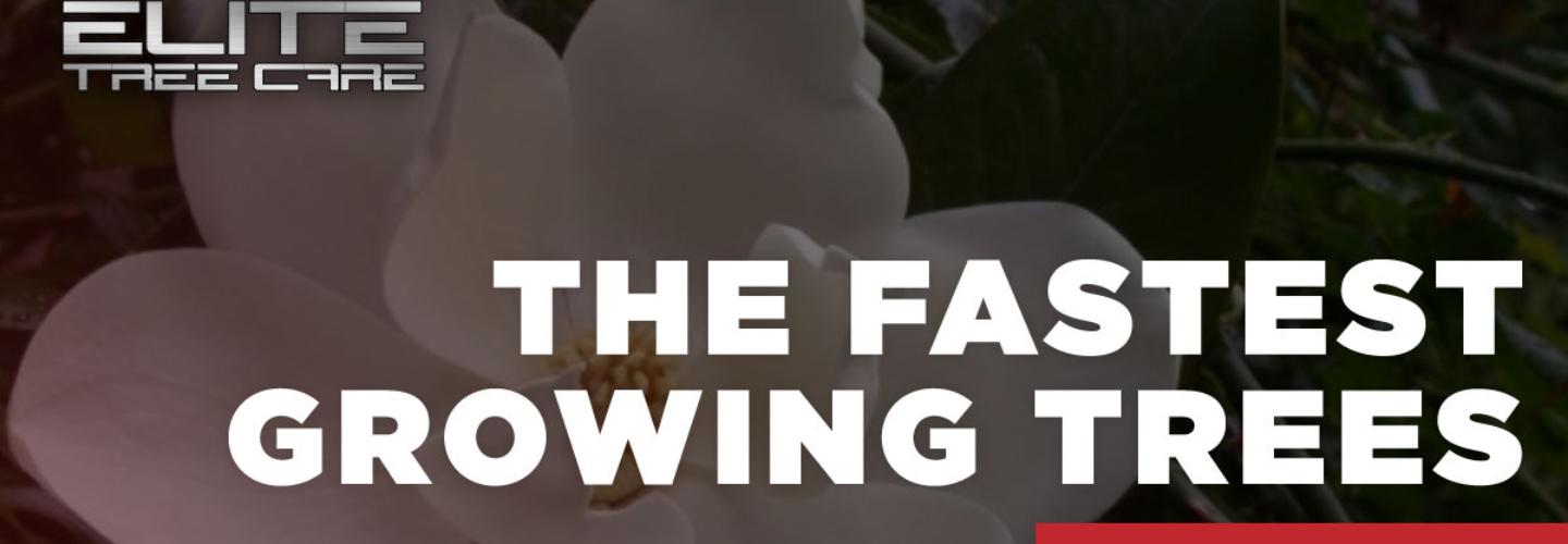 Elite Tree Care cover photo