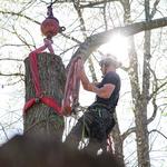 Elite Tree Care - photo 2