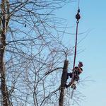 Elite Tree Care - photo 3