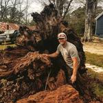 Elite Tree Care - photo 4