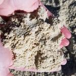 Lammon Brothers - photo 1