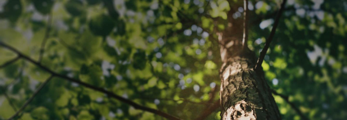 Red Hawk Tree Care cover photo