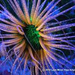 Fire Dive Gear - photo 1