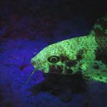 Fire Dive Gear - photo 2