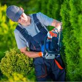ArboristCairns.com.au - Tree Services in Cairns