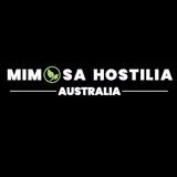 Mimosa Hostilis Australia - Shopping in Sydney