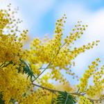Mimosa Hostilis Australia - photo 1