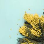 Mimosa Hostilis Australia - photo 4