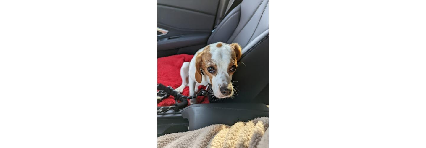 Emancipet cover photo