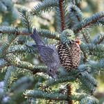 Shaw Green Trees - photo 3
