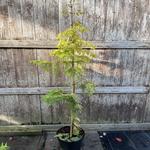 Shaw Green Trees - photo 4