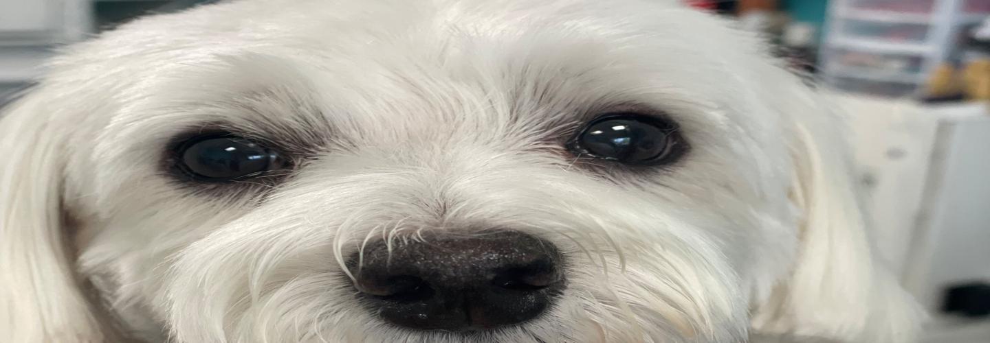 Pets Place Grooming cover photo