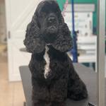 Pets Place Grooming - photo 1