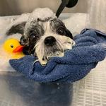 Pets Place Grooming - photo 2