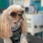 Pets Place Grooming - photo 3