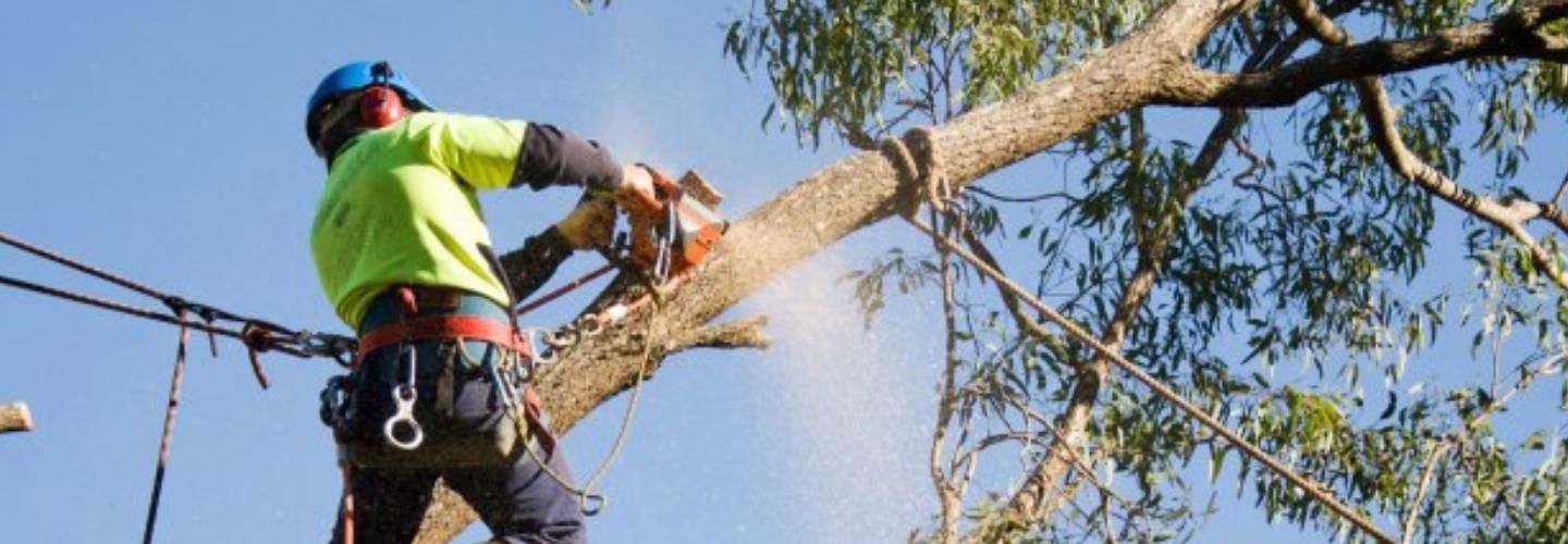 TreeFella cover photo