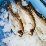 Coffs Harbour Fishermen’s Co-operative - photo 7