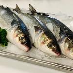 Coffs Harbour Fishermen’s Co-operative - photo 10