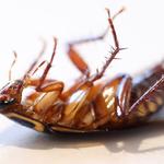 Ozpest Solutions - photo 1