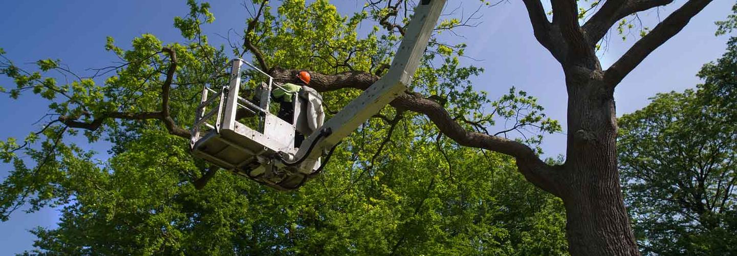 Johnny Appleseed Tree Service cover photo