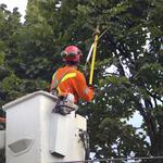 Johnny Appleseed Tree Service - photo 3