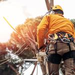 Johnny Appleseed Tree Service - photo 5