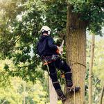 Johnny Appleseed Tree Service - photo 6