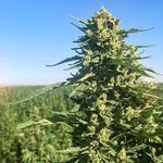 Eagle Moon Hemp - photo 4