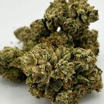 The Reef - Seaside - photo 5