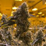 The Reef - Seaside - photo 7