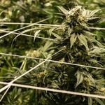 The Reef - Seaside - photo 8