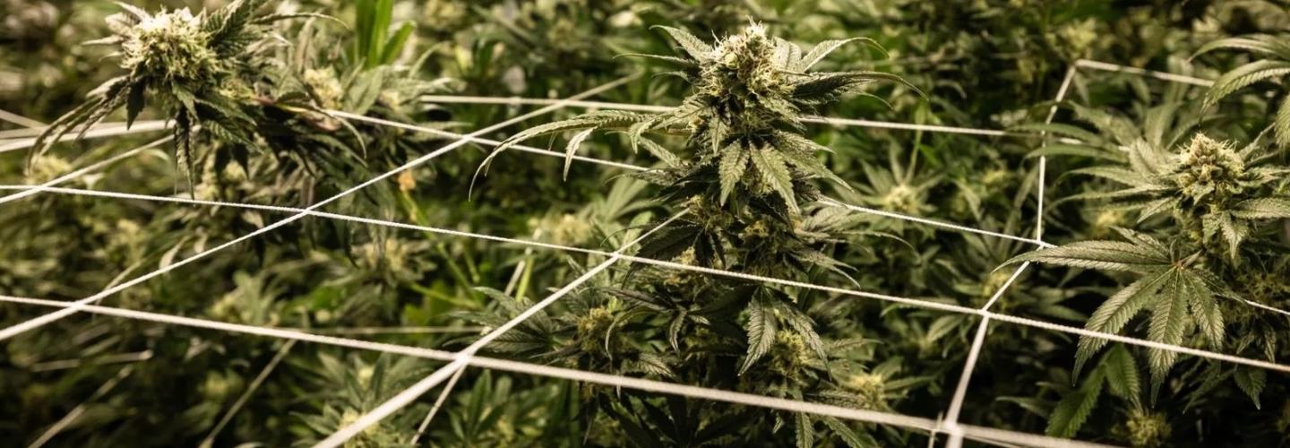 The Reef - Seaside cover photo