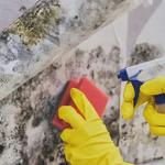 True Mold Specialist - photo 2