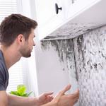 True Mold Specialist - photo 3