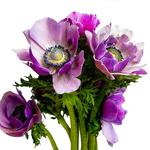 Flower Marketplace - photo 4