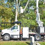 Professional Tree Service CT - photo 1
