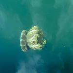 Casual Monday Charters in Key West, Florida specializes in Sandbar Hopping, Snorkeling, and Sunset Charters year round. If its your first time on the water or you're a seasoned boater we are here to ensure your comfort and safety on the water. - photo 3