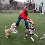 Gentle Pet Passages - photo 3