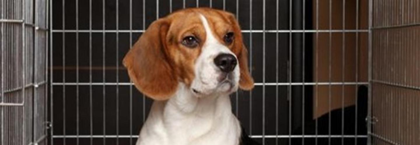 The Collar Club Academy cover photo