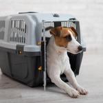 The Collar Club Academy - photo 2