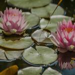 Alive IV and Wellness - photo 5