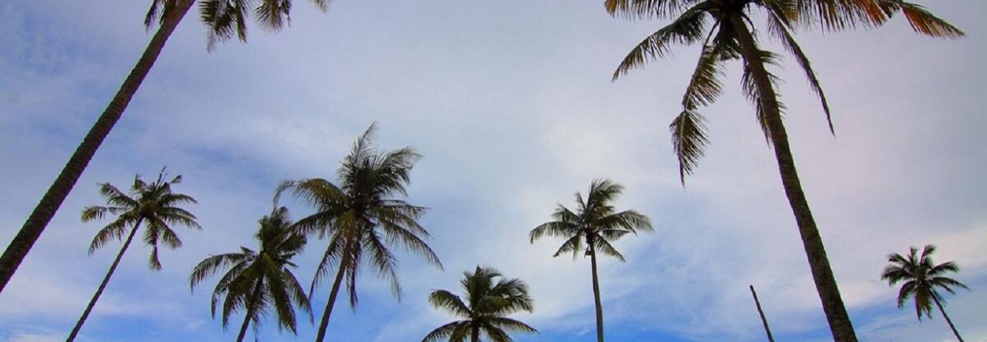 SA Tree Recyclers cover photo