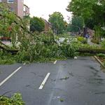 Kobs & Roberts Tree Service - photo 2