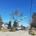 Kobs & Roberts Tree Service - photo 5