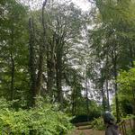 Max Reynolds Tree Services  - photo 1