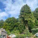 Max Reynolds Tree Services  - photo 4