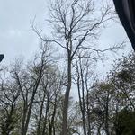 Max Reynolds Tree Services  - photo 5