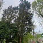 Max Reynolds Tree Services  - photo 7
